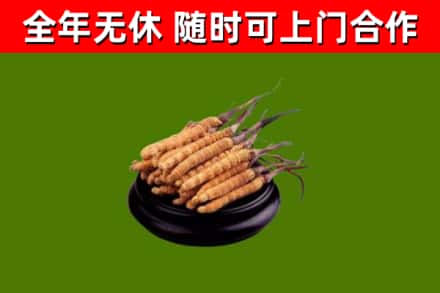 永仁回收散虫草