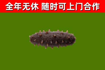 永仁回收海参干